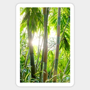 Sun through the Tropical Trees Photograph Sticker